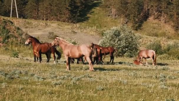 緑の草原に馬の群れが放牧されています 茶色の馬は緑の草を食べる — ストック動画