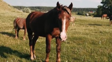 Tay yeşil ot yer. Çayırda ince bir tay otluyor..