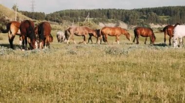  At sürüsü yeşil bir çayırda otluyor. Kahverengi atlar yeşil ot yer..