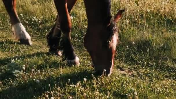 Poulain Mange Herbe Verte Une Fine Lentes Poulain Paître Dans — Video