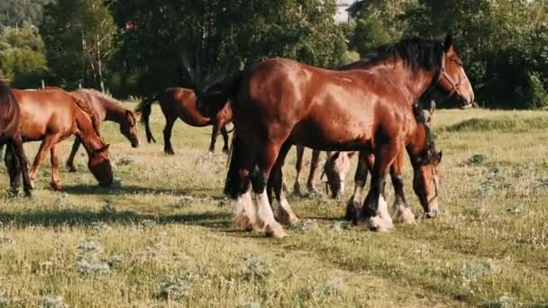  troupeau de chevaux paissent dans une prairie verte. Chevaux bruns mangent herbe verte.