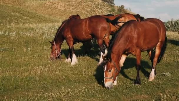 一群马在绿色的草地上吃草 棕色的马吃青草 — 图库视频影像