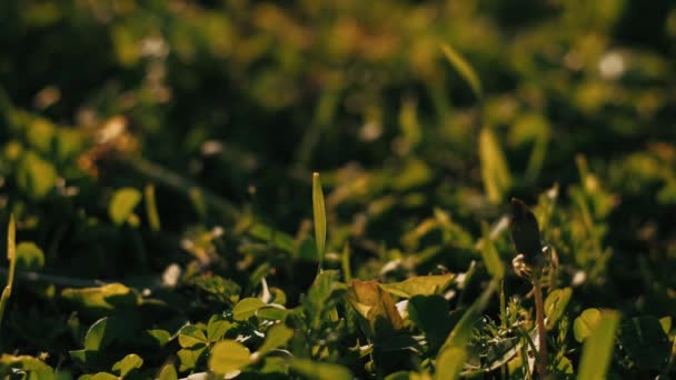 Grama Verde Close Campo Verão Grama Verde — Vídeo de Stock