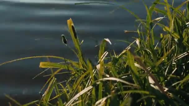 Verdure Près Rivière Mouvement Eau Dans Rivière — Video