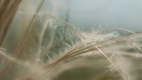 Flauschige Pflanzen Einem Strauß Gesammelt — Stockvideo