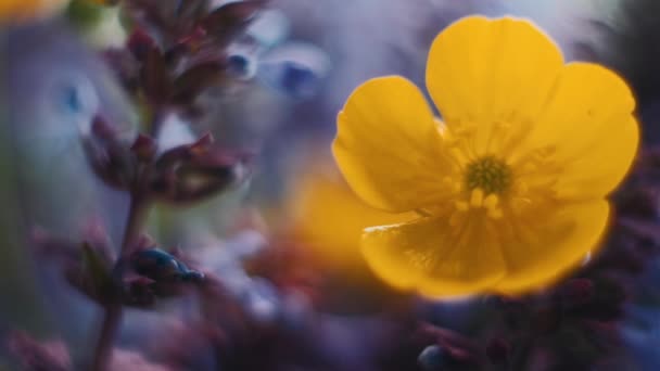 Buttercups Jsou Polní Zelená Louka Rozkvetlými Máslovými Poháry Žluté Květy — Stock video