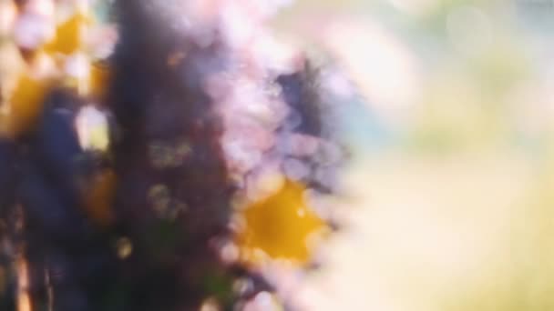 Smörkoppar Fält Grön Äng Med Blommande Smörbägare Gula Vilda Blommor — Stockvideo