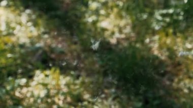  Havayı yeşilliğin arka planına doğru kabart