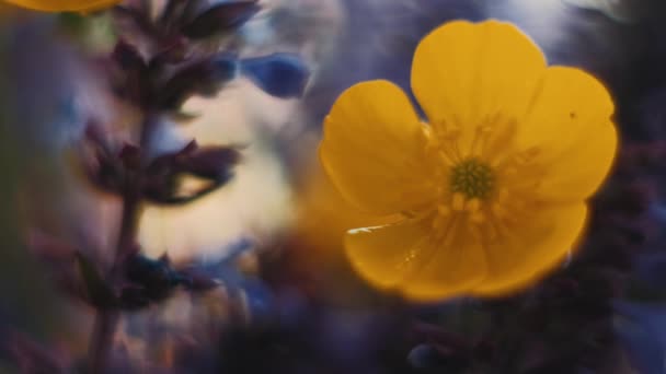 Buttercups Field Green Meadow Blooming Buttercups Yellow Wildflowers — Stock Video