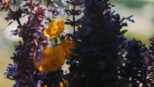 Taças Manteiga São Campo Prado Verde Com Borboletas Flor Flores — Vídeo de Stock