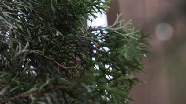 Thuja Grön Inomhus Närbild — Stockvideo