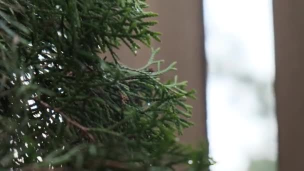 Thuja Green Indoors Detailní Záběr — Stock video