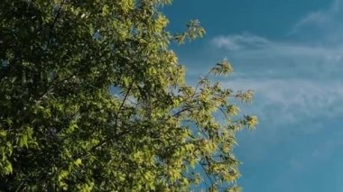 Aşağıdan mavi gökyüzü vuruşuna karşı yeşil bir ağacın tepesinde