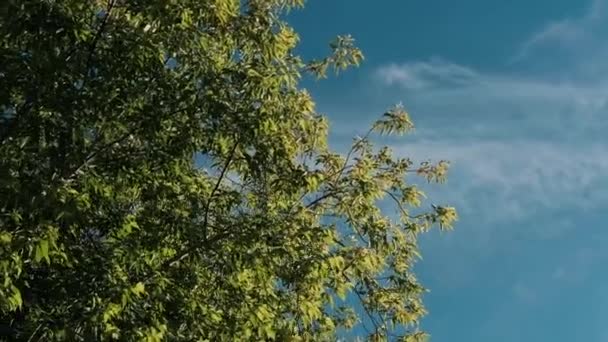 Topo Uma Árvore Verde Contra Tiro Céu Azul Baixo — Vídeo de Stock