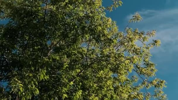 Top Van Een Groene Boom Tegen Een Blauwe Lucht Schot — Stockvideo