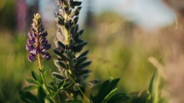 Lupins tarlada çiçek açıyor. Tarla çiçekleri açar.