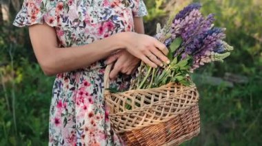 Lupinler sepette. Fotoğraf çekimi için sepetteki kır çiçekleri.