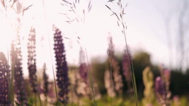 Lupins tarlada çiçek açıyor. Tarla çiçekleri açar.