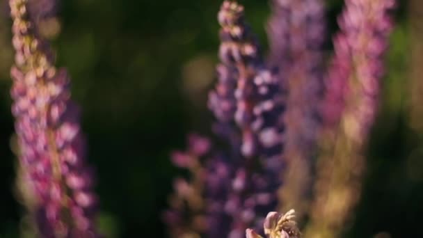 Lupinen Blühen Auf Dem Feld Feldblumen Blühen — Stockvideo