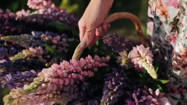 Lupinler Sepette Fotoğraf Çekimi Için Sepetteki Kır Çiçekleri — Stok video