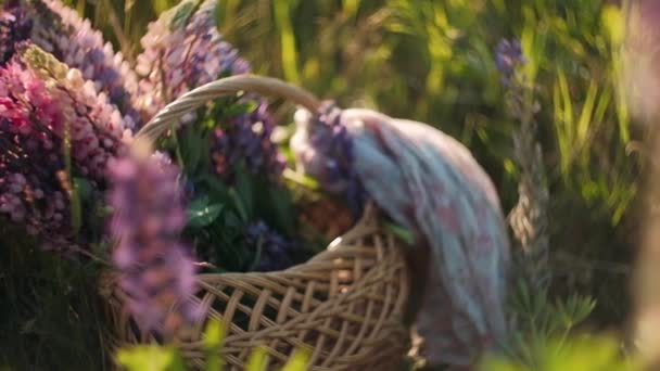 Lupins Una Canasta Flores Silvestres Una Canasta Para Una Sesión — Vídeo de stock