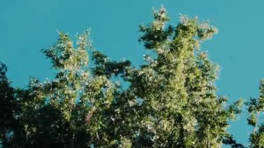 Aşağıdan mavi gökyüzü vuruşuna karşı yeşil bir ağacın tepesinde