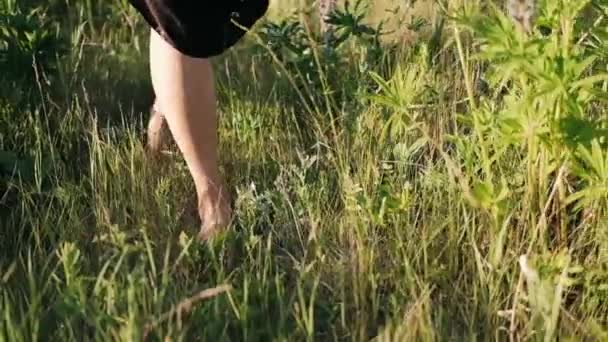Kobiece Nogi Trawie Dziewczyna Chodzi Naturze Wśród Łubinów — Wideo stockowe