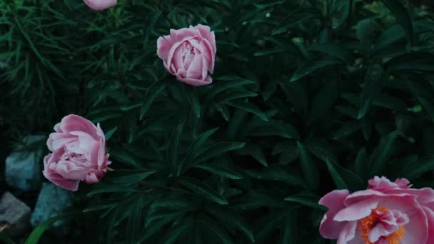 Bloeiende Roze Pioenrozen Een Zomerdag — Stockvideo