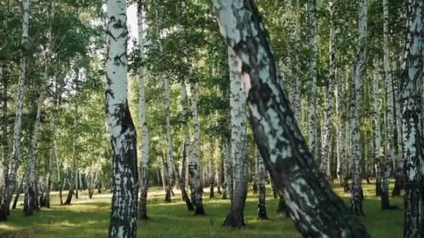  Forêt de bouleaux verts au coucher du soleil