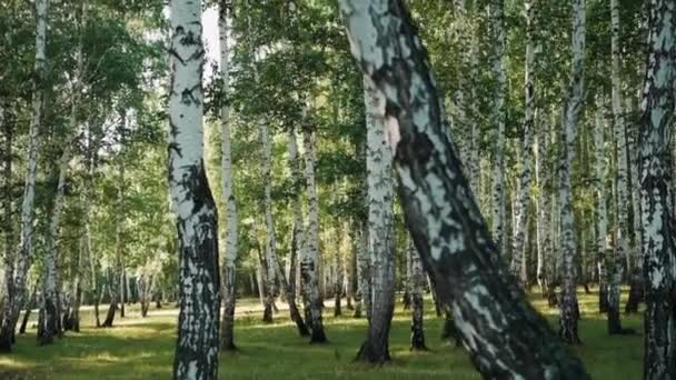 Floresta Bétula Verde Pôr Sol — Vídeo de Stock