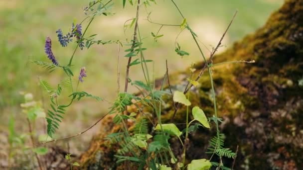 Erba Verde Nella Foresta Vicino — Video Stock