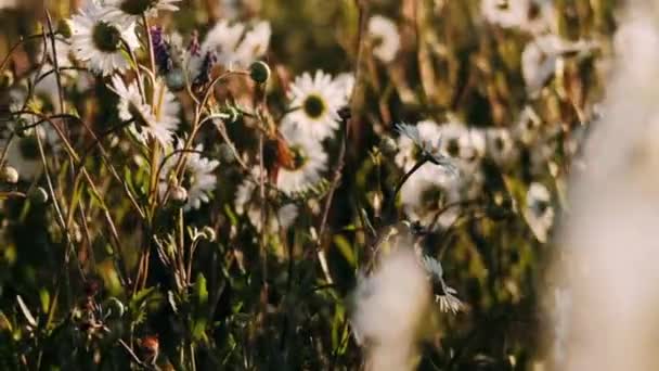 在多风的晴天 雏菊盛开在田野里 田野里的白雏菊 — 图库视频影像