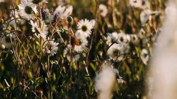 Margaridas Campo Floração Dia Claro Ventoso Margaridas Brancas Campo — Vídeo de Stock