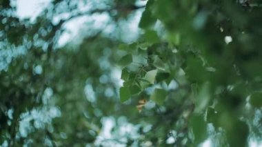  Günbatımında yeşil huş ağacı ormanı