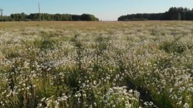 Rüzgarlı bir günde papatyalar çiçek açıyor. Tarlada beyaz papatyalar.