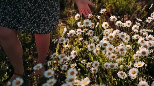 Coups Main Marguerites Coups Main Féminins Marguerites Florissantes Dans Domaine — Video