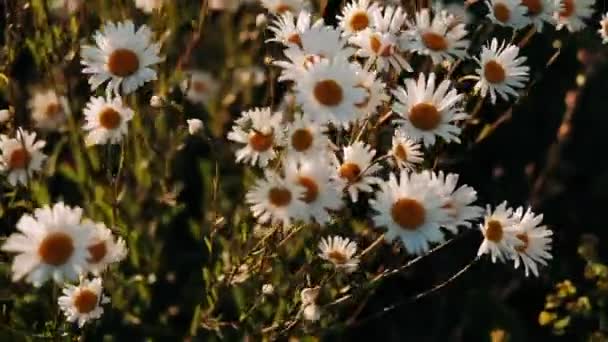 Sedmikrásky Kvetoucí Poli Jasného Větrného Dne Bílé Sedmikrásky Poli — Stock video