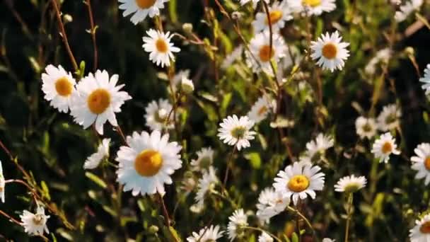 Rüzgarlı Bir Günde Papatyalar Çiçek Açıyor Tarlada Beyaz Papatyalar — Stok video