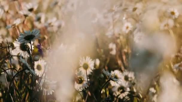 Madeliefjes Bloeiende Veld Een Winderige Heldere Dag Witte Madeliefjes Het — Stockvideo