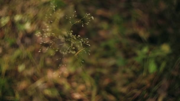 Herbe Verte Dans Forêt Close — Video