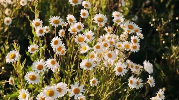 Margherite Campo Fiorito Una Giornata Vento Limpido Margherite Bianche Sul — Video Stock