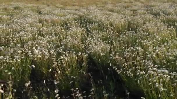 Madeliefjes Bloeiende Veld Een Winderige Heldere Dag Witte Madeliefjes Het — Stockvideo