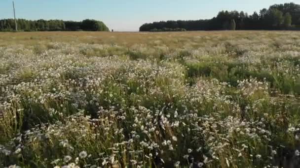 Madeliefjes Bloeiende Veld Een Winderige Heldere Dag Witte Madeliefjes Het — Stockvideo