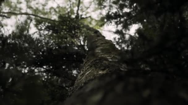 Tree Crown Backlight Cloudy Weather Rain — Stock Video