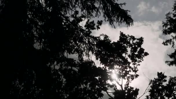 Corona Dell Albero Retroilluminazione Tempo Nuvoloso Dopo Pioggia — Video Stock