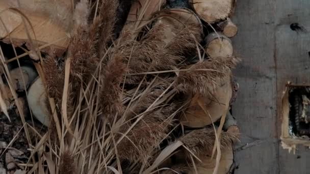 葦の装飾クローズアップ茶色の葦 — ストック動画