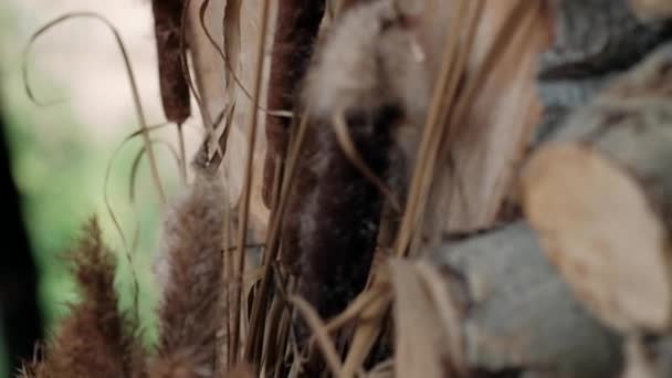 Kamış Dekoru Yakın Plan Kahverengi Sazlıklar — Stok video