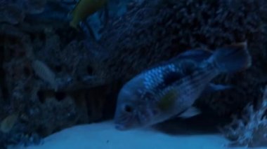 Yüzen kaburgalı mavi akvaryum