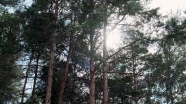 Arkaplanda yeşil kozalaklı çamlar