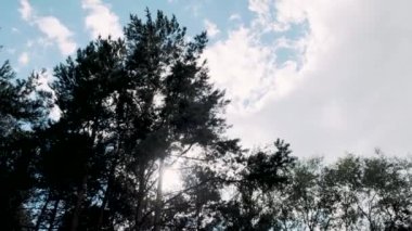 Arkaplanda yeşil kozalaklı çamlar